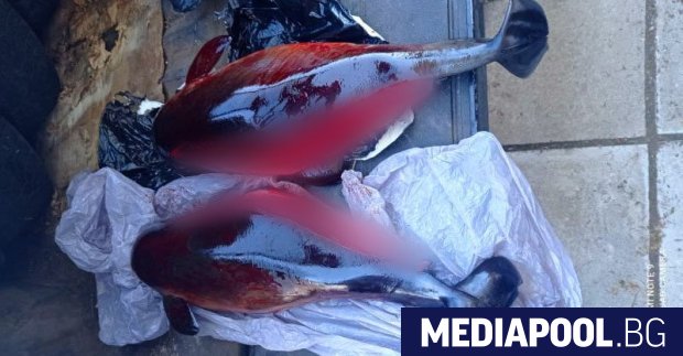 Два мъртви делфина са открити в контейнер за отпадъци в
