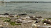 Прокуратурата обвини Портних за фекалния разлив във Варненското езеро