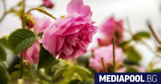 Розопроизводителите поискаха субсидии за всеки набран и реализиран килограм розов