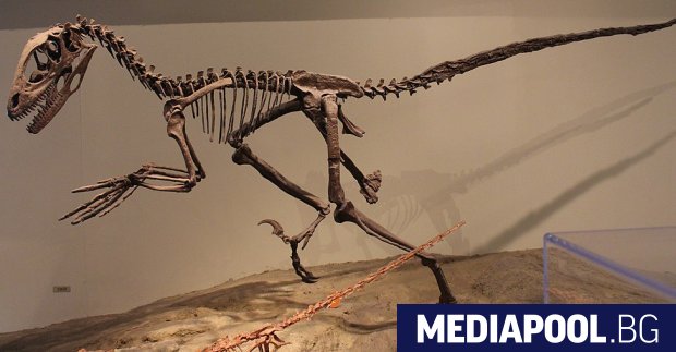 Скелет на динозавър вдъхновил Джурасик парк беше продаден за 12 4