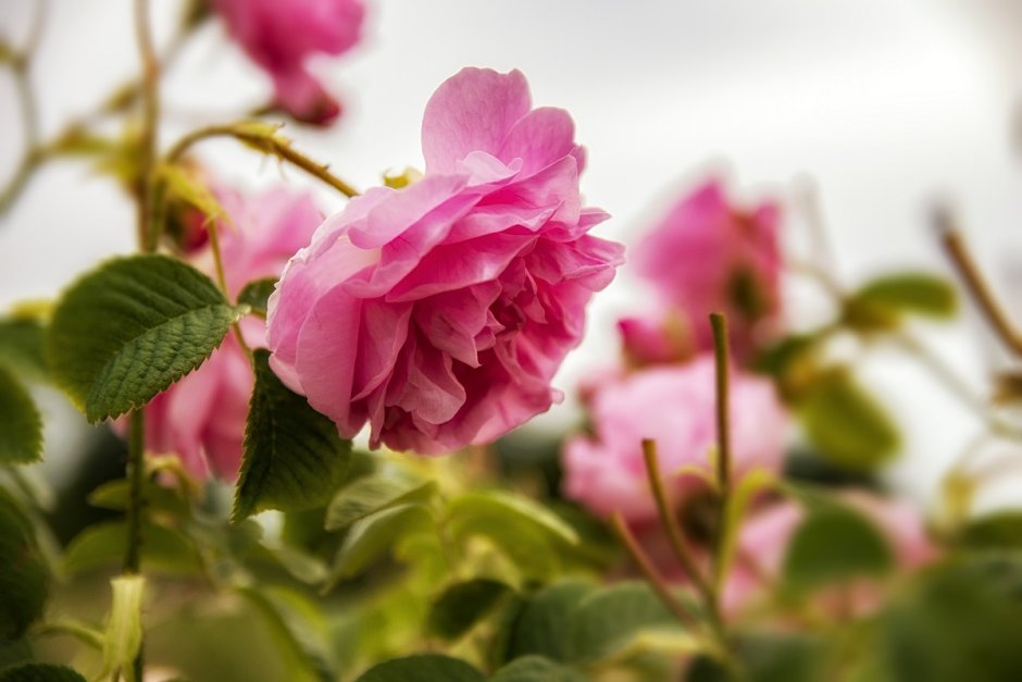 Розопроизводителите поискаха субсидии за продадени количества розов цвят