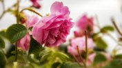 Розопроизводителите поискаха субсидии за продадени количества розов цвят