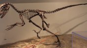 Скелет на динозавър беше продаден за 12 милиона долара на търг