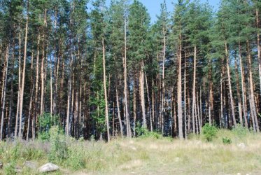 Държавата ще купува частни гори за 2 млн. лв.