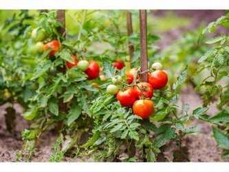 Поскъпването на доматите разклати властта в Индия