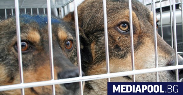 През последните две години се забелязва сериозен ръст на изоставените