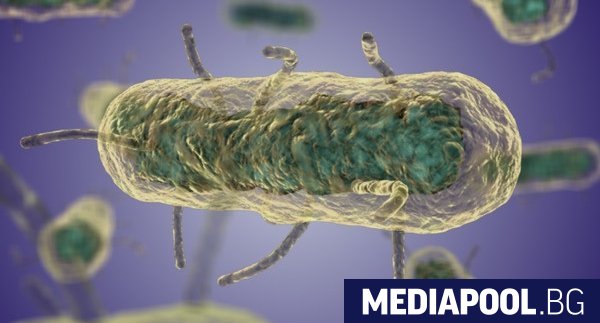 Изследователи смятат че са открили произхода на чумата известна още
