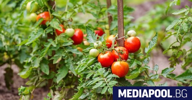 Политическата стабилност в Индия е застрашена от повишаването на цените