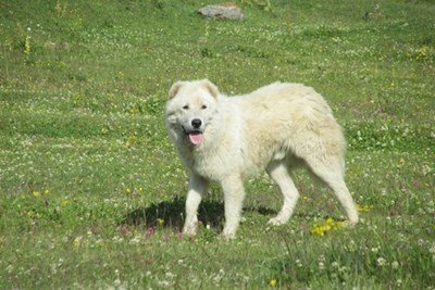 6000 лева гаранция за собственика на куче, нахапало дете в хасковско село