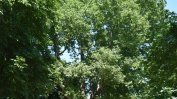 Шест вековни дървета са обявени за защитени