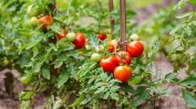 Поскъпването на доматите разклати властта в Индия