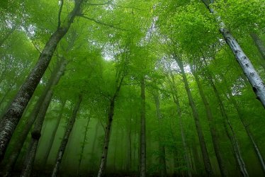 Дървопреработватели искат сеч във вековните гори под предлог, че горите намалявали