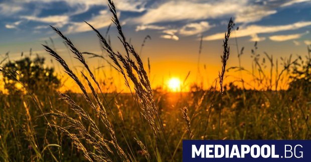 Добивът на пшеница може да се понижи със 7 на