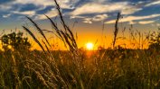 Климатичните промени могат да намалят добива на пшеница