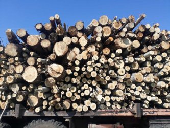 България спира износа на дърва за страни извън ЕС