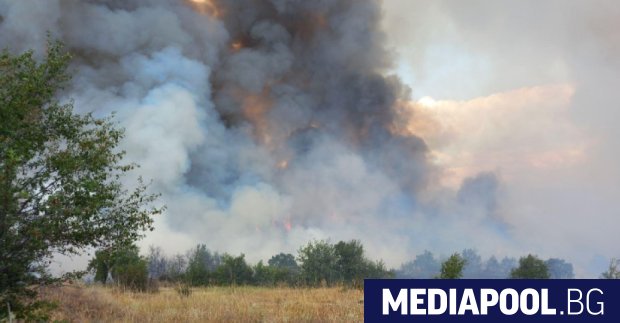 Пожар е обхванал иглолистна гора между селата Левски и Елшица