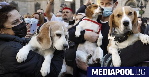 Около 4 000 хиляди кучета от породата бигъл търсят дом