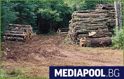 Три държавни горски предприятия са увеличили приходите си с близо
