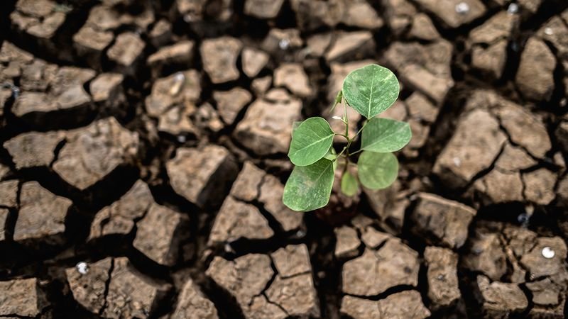 Заради сушата в Италия – по-слаба реколта с до 45%