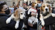 Спасиха 4000 кучета в САЩ от нехуманен развъдник за експерименти