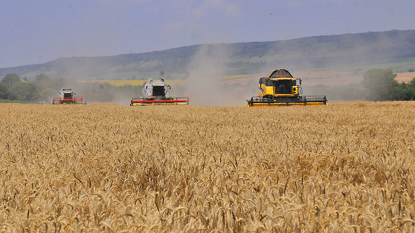 Пшеницата поскъпва в САЩ и Франция, поевтинява в Русия и Украйна