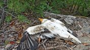 Български бракониери убиха прочут египетски лешояд