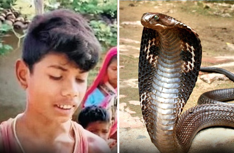 Смяна на ролите: 8-годишно индийче ухапа и уби кобра