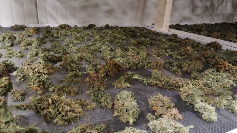 Американският щат Мериленд ще легализира марихуаната