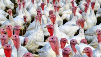 Облекчени правила за коледната пуйка във Великобритания заради птичия грип