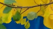 Жителка на Херсон извади украинското знаме, скрито в градината й (видео)