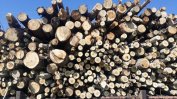Обвиняеми за подкуп полицаи твърдят, че искали да спрат незаконен дърводобив