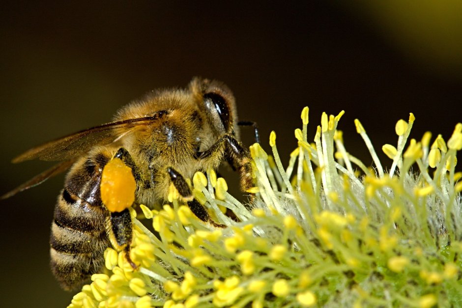 Пчелари пишат на Кьовеши за използването на опасни пестициди