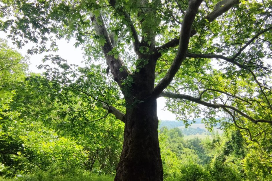 Ековедомството защити 9 вековни дървета