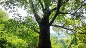 Ековедомството защити 9 вековни дървета