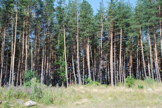 Природозащитници с флашмоб ще поискат от президента вето върху Закона за горите