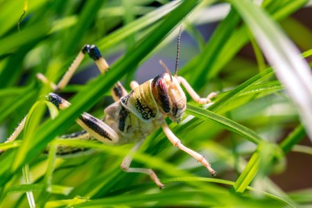 ЕС разреши използването на насекоми в храните