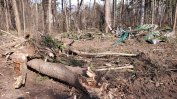 Дърветата в Борисовата градина били отсечени "без умисъл"