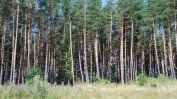 Местните жители първо ще получават дърва от общинските гори