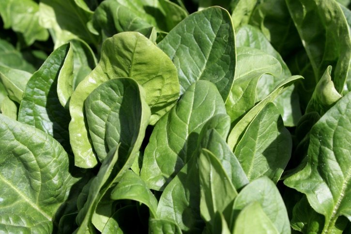 Препоръка: възрастните хора да ядат всеки ден зелени листни зеленчуци