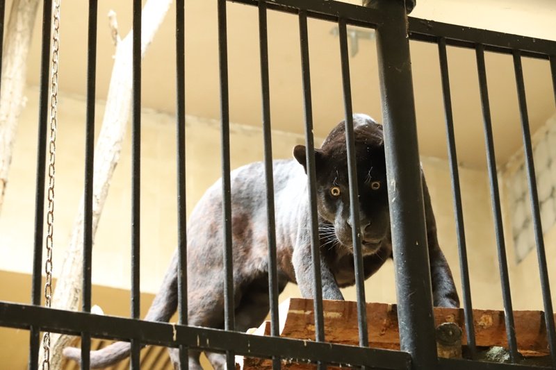 Черни ягуари за първи път в зоологическата градина в София