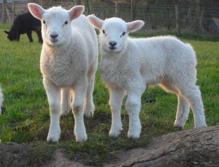 Овцевъди отменят протеста си