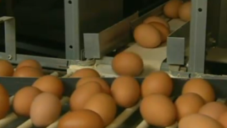 КЗК е иззела документи и от производителите на яйца в търсене на потенциални картели