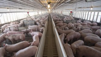 ЕК одобри облекчения за България при търговията с живи свине и продукти, добити от тях