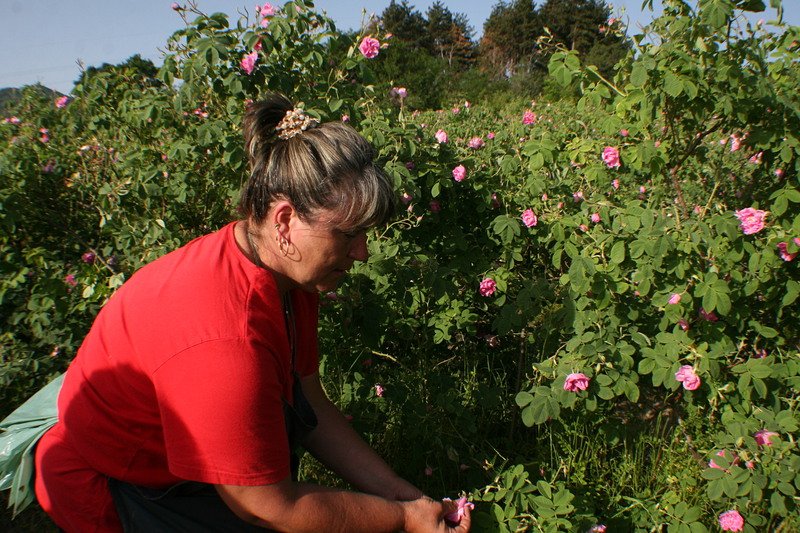 Българското розово масло бе признато от световната организация по интелектуална собственост