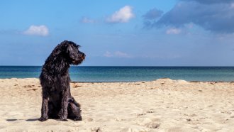 Без кучета по плажовете във Варна