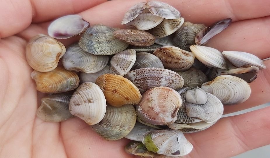 Драстичният улов на бели пясъчни миди в българските води на Черно море ...
