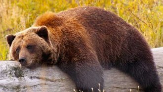 Зачестили са сигналите за кафява мечка в населените места около Троян и Априлци