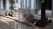 Паднало дърво рани 14-годишно момиче в София