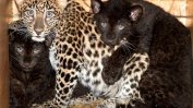 Без произшествия мина залавянето на избягалия леопард Данте в Стара Загора