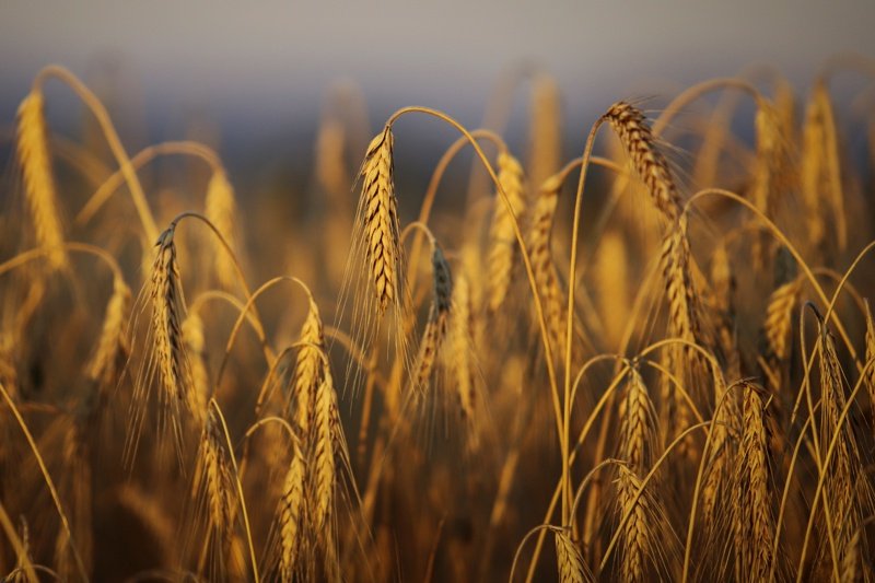 Оттеглянето на Русия от "зърнената сделка" вдига борсовите цени на пшеницата